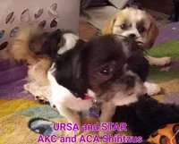 Ursa - AKC *Priced to Sell!*, a female Shih Tzu for sale in New York, NY – Photo 1 of 3