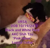 Ursa - AKC *Priced to Sell!*, a female Shih Tzu for sale in New York, NY – Photo 2 of 3