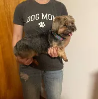 Daisie *Breeder or Pet*, a female Yorkshire Terrier for sale in New York, NY – Photo 2 of 2