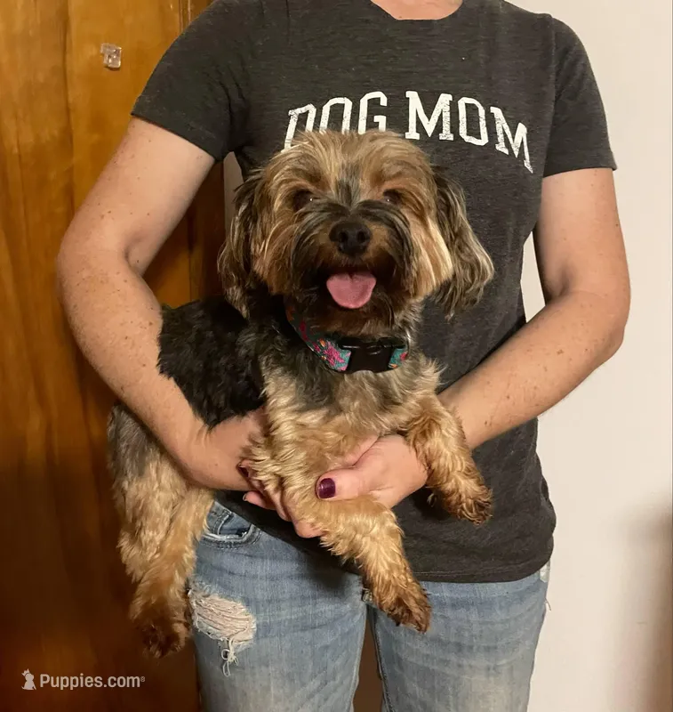 Daisie *Breeder or Pet*