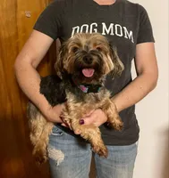 Daisie *Breeder or Pet*, a female Yorkshire Terrier for sale in New York, NY – Photo 1 of 2