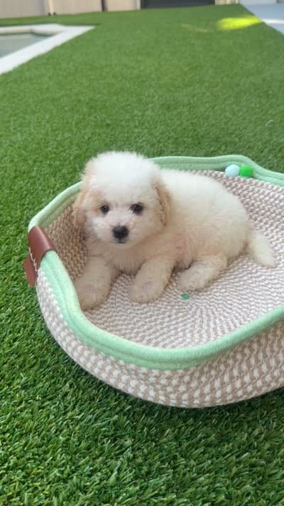 Nugget , a male Poodle - Toy  for sale in Tampa, FL – 2 of 2