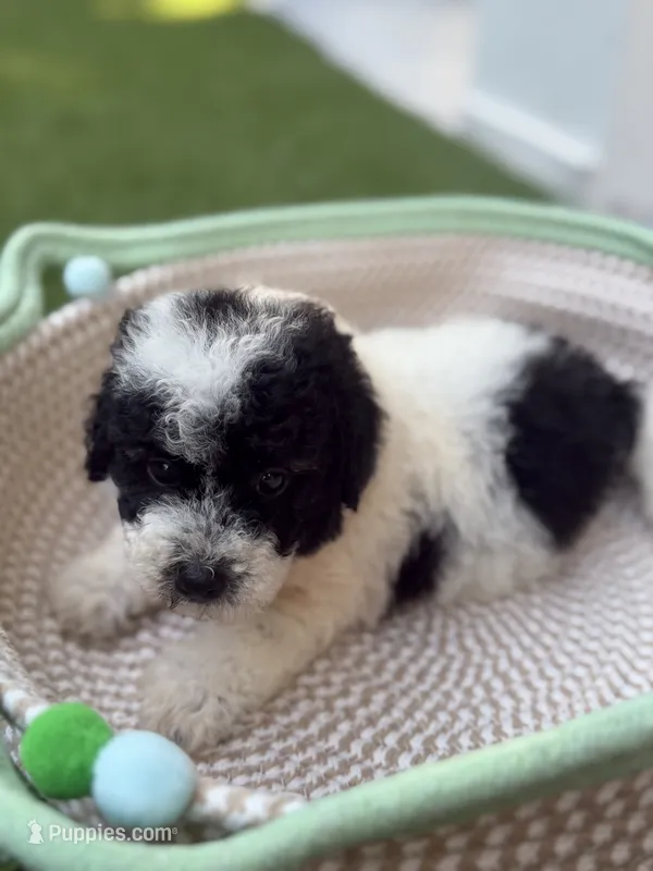Noodle – Poodle - Toy  puppy for sale in Tampa, FL