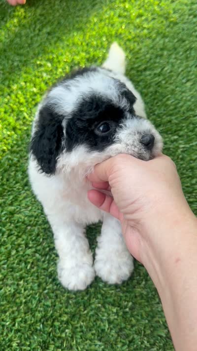 Noodle, a male Poodle - Toy  for sale in Tampa, FL – 2 of 2