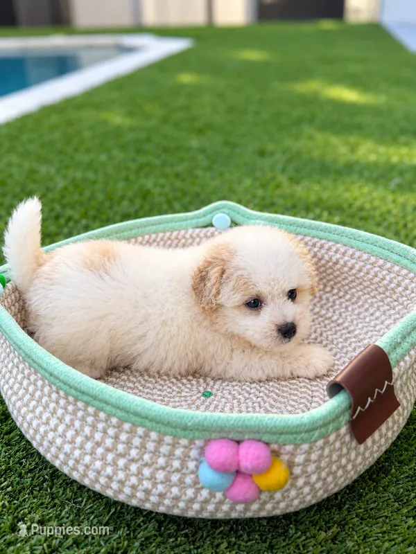Nugget  – Poodle - Toy  puppy for sale in Tampa, FL