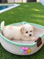 Nugget , a male Poodle - Toy  for sale in Tampa, FL – 1 of 2