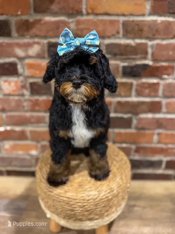 Ruby – Miniature Bernedoodle, Miniature Aussiedoodle puppy for sale in Snohomish, WA