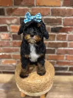 Ruby, a female Miniature Bernedoodle and Miniature Aussiedoodle for sale in Snohomish, WA – 1 of 1