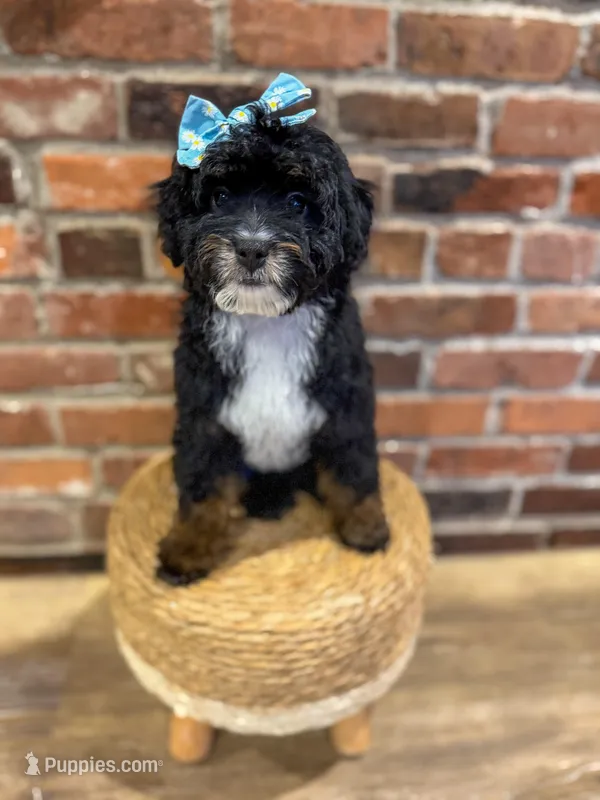Diamond – Miniature Bernedoodle, Miniature Aussiedoodle puppy for sale in Snohomish, WA