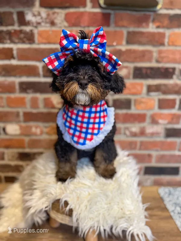 Ruby – Miniature Bernedoodle, Miniature Aussiedoodle puppy for sale in Snohomish, WA