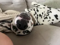 River , a male Dalmatian for sale in Newark, OH – 4 of 7