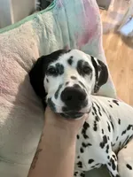 River , a male Dalmatian for sale in Newark, OH – 2 of 7