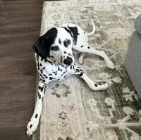 River , a male Dalmatian for sale in Newark, OH – 3 of 7
