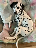 River , a male Dalmatian for sale in Newark, OH – 6 of 7