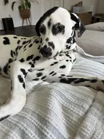 River , a male Dalmatian for sale in Newark, OH – 7 of 7