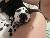 River , a male Dalmatian for sale in Newark, OH – 5 of 7