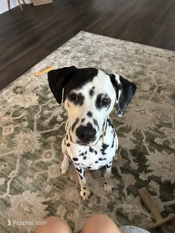 River  – Dalmatian puppy for sale in Newark, OH