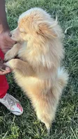 Bingo, a male Pomeranian for sale in South Bend, IN – 5 of 5