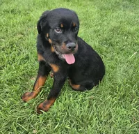 Male Rottweiler Puppy, a male Rottweiler for sale in South Bend, IN – 3 of 8