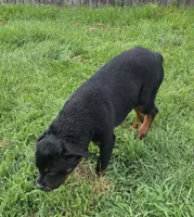 Male Rottweiler Puppy, a male Rottweiler for sale in South Bend, IN – 2 of 8