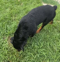 Male Rottweiler Puppy, a male Rottweiler for sale in South Bend, IN – 6 of 8
