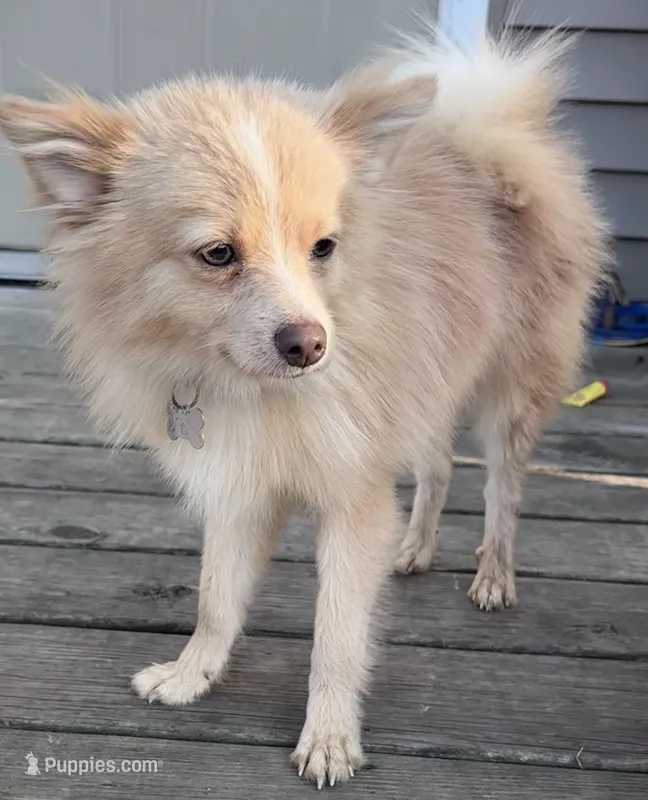 Bingo – Pomeranian puppy for sale in South Bend, IN