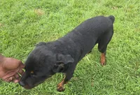 Male Rottweiler Puppy, a male Rottweiler for sale in South Bend, IN – 8 of 8