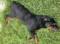 Male Rottweiler Puppy, a male Rottweiler for sale in South Bend, IN – 5 of 8