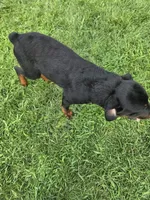 Male Rottweiler Puppy, a male Rottweiler for sale in South Bend, IN – 4 of 8