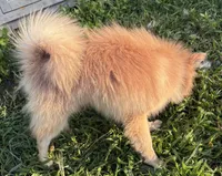 Bingo, a male Pomeranian for sale in South Bend, IN – 2 of 5