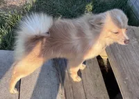 Bingo, a male Pomeranian for sale in South Bend, IN – 4 of 5