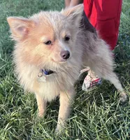 Bingo, a male Pomeranian for sale in South Bend, IN – 3 of 5
