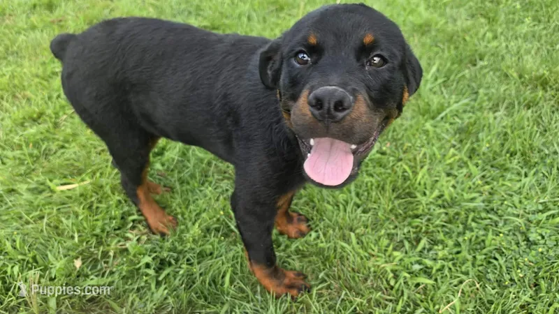Male Rottweiler Puppy – Rottweiler puppy for sale in South Bend, IN