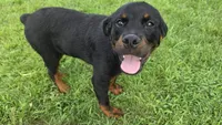 Male Rottweiler Puppy, a male Rottweiler for sale in South Bend, IN – 1 of 8