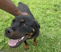Male Rottweiler Puppy, a male Rottweiler for sale in South Bend, IN – 7 of 8