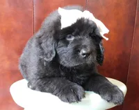 Miss Anna, a female Newfoundland for sale in New Carlisle, OH – 1 of 1