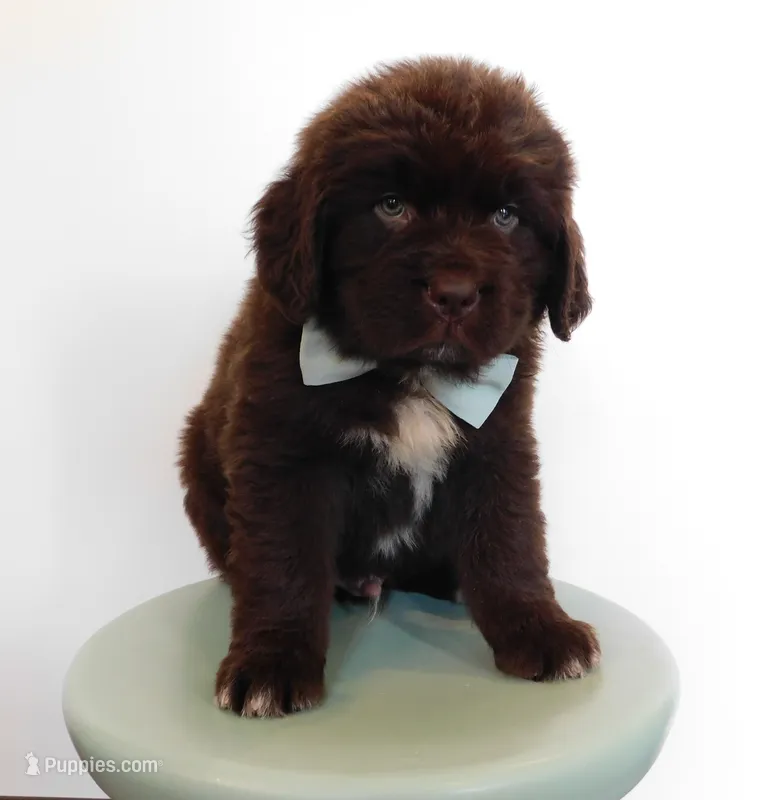 Mr. Saul – Newfoundland puppy for sale in New Carlisle, OH