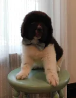 Mr. Isaiah, a male Newfoundland for sale in New Carlisle, OH – 1 of 1