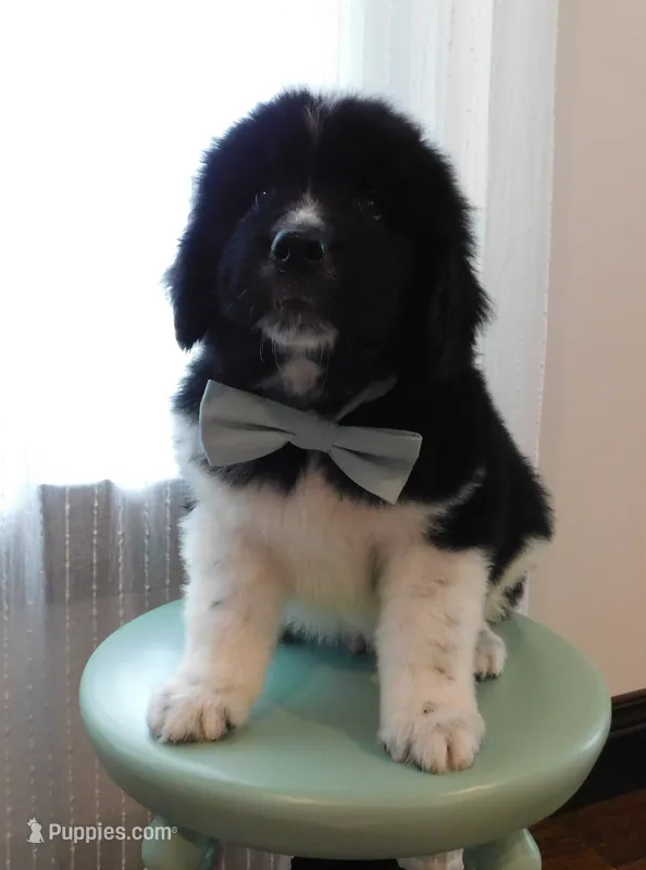 Mr. Abraham – Newfoundland puppy for sale in New Carlisle, OH