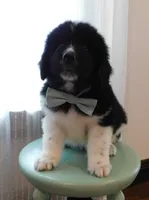 Mr. Abraham, a male Newfoundland for sale in New Carlisle, OH – 1 of 1