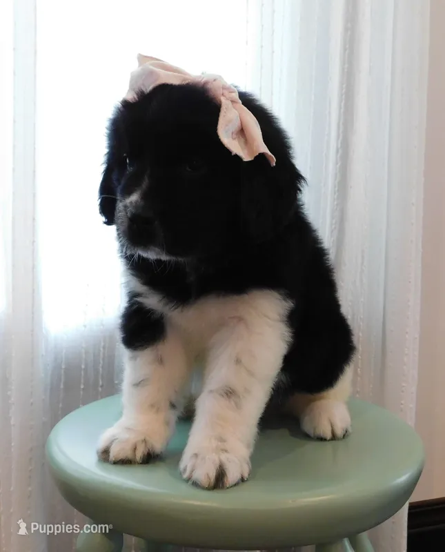 Miss Eve – Newfoundland puppy for sale in New Carlisle, OH