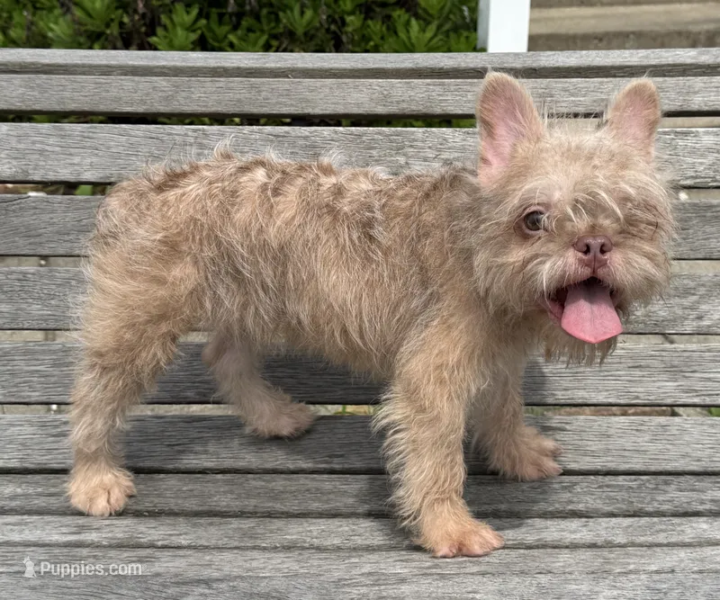 Lilly – French Bulldog puppy for sale in Vandergrift, PA