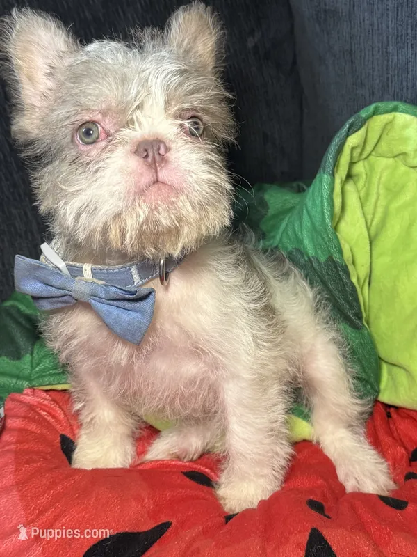 Tobby  – French Bulldog puppy for sale in Vandergrift, PA