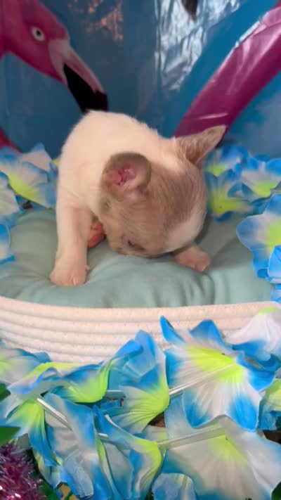 Little man, a male French Bulldog for sale in Vandergrift, PA – 3 of 3