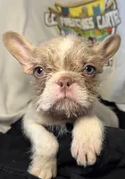 Henry, a male French Bulldog for sale in Vandergrift, PA – 2 of 3