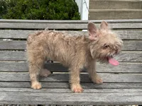 Lilly, a female French Bulldog for sale in Vandergrift, PA – 4 of 5