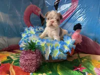 Tobby , a male French Bulldog for sale in Vandergrift, PA – 2 of 4