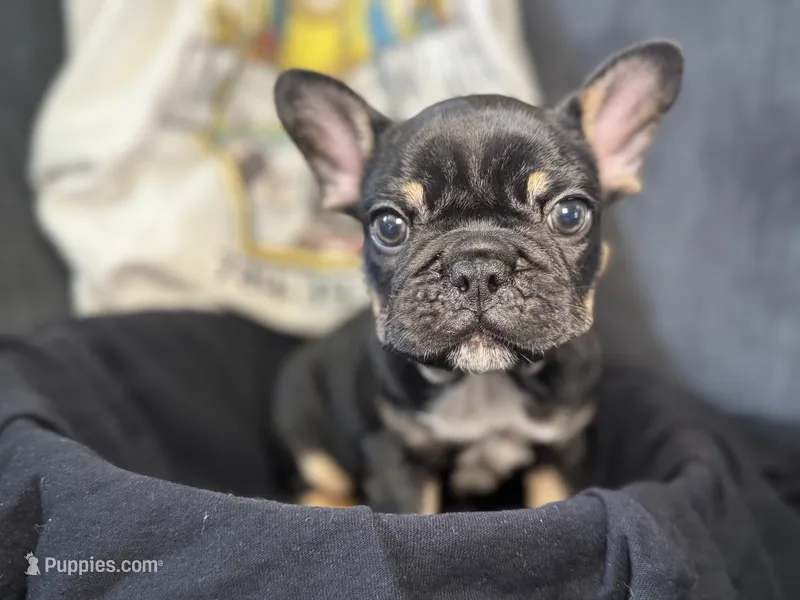 Jumanji – French Bulldog puppy for sale in Vandergrift, PA