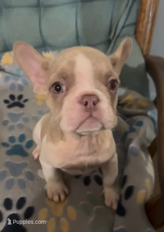 Dennis – French Bulldog puppy for sale in Vandergrift, PA