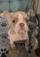 Dennis, a male French Bulldog for sale in Vandergrift, PA – 1 of 1